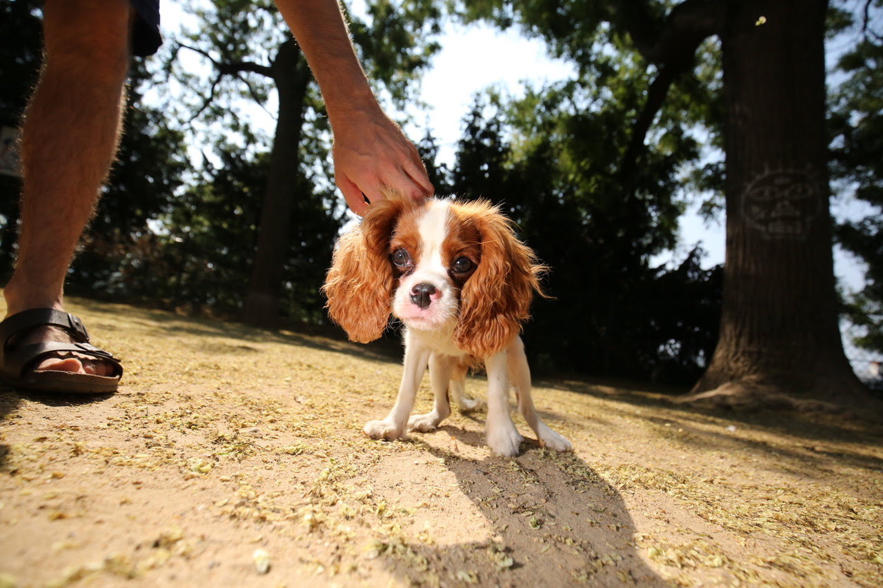 Cavalier King Charles au square