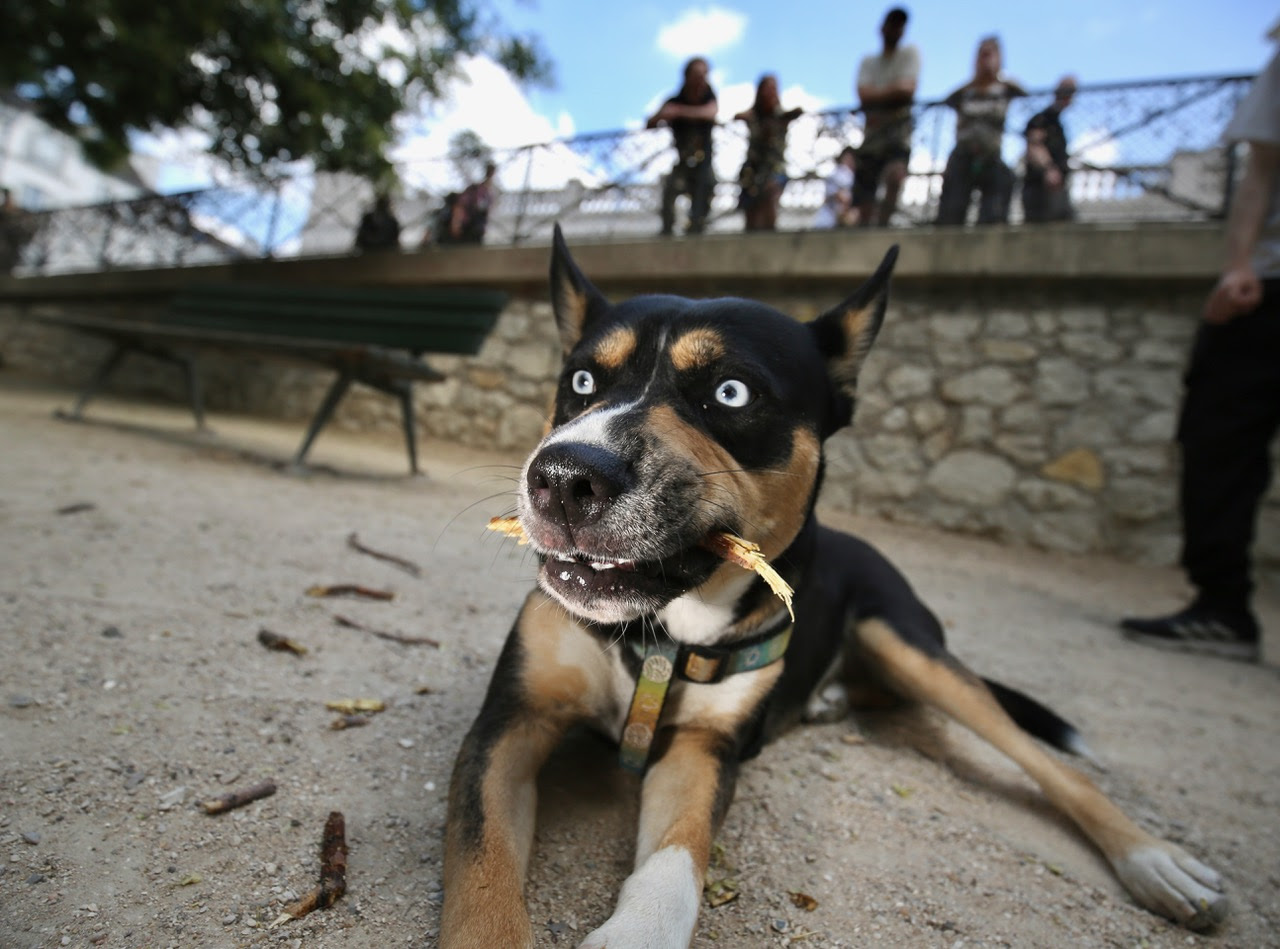 Chien noir et fauve au square
