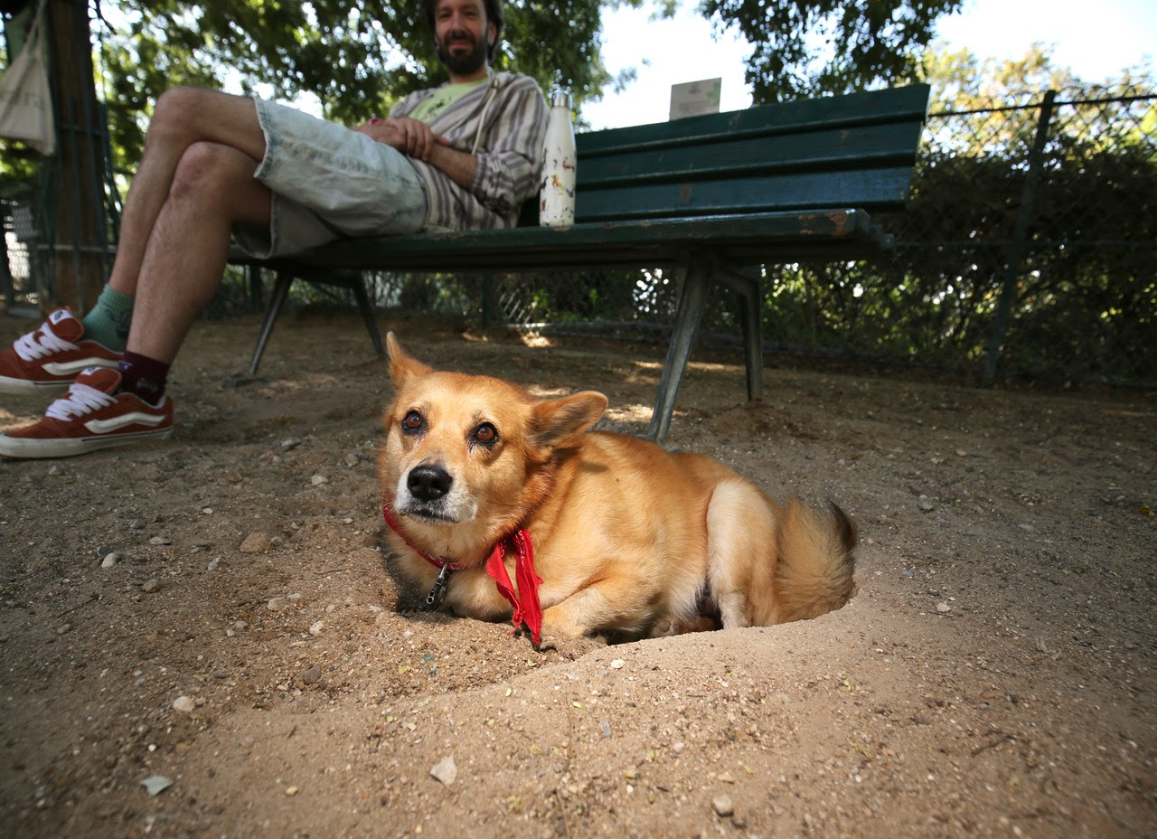Corgi dans la terre du square