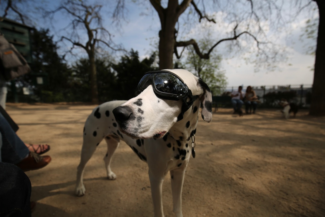 Dalmatien à lunettes