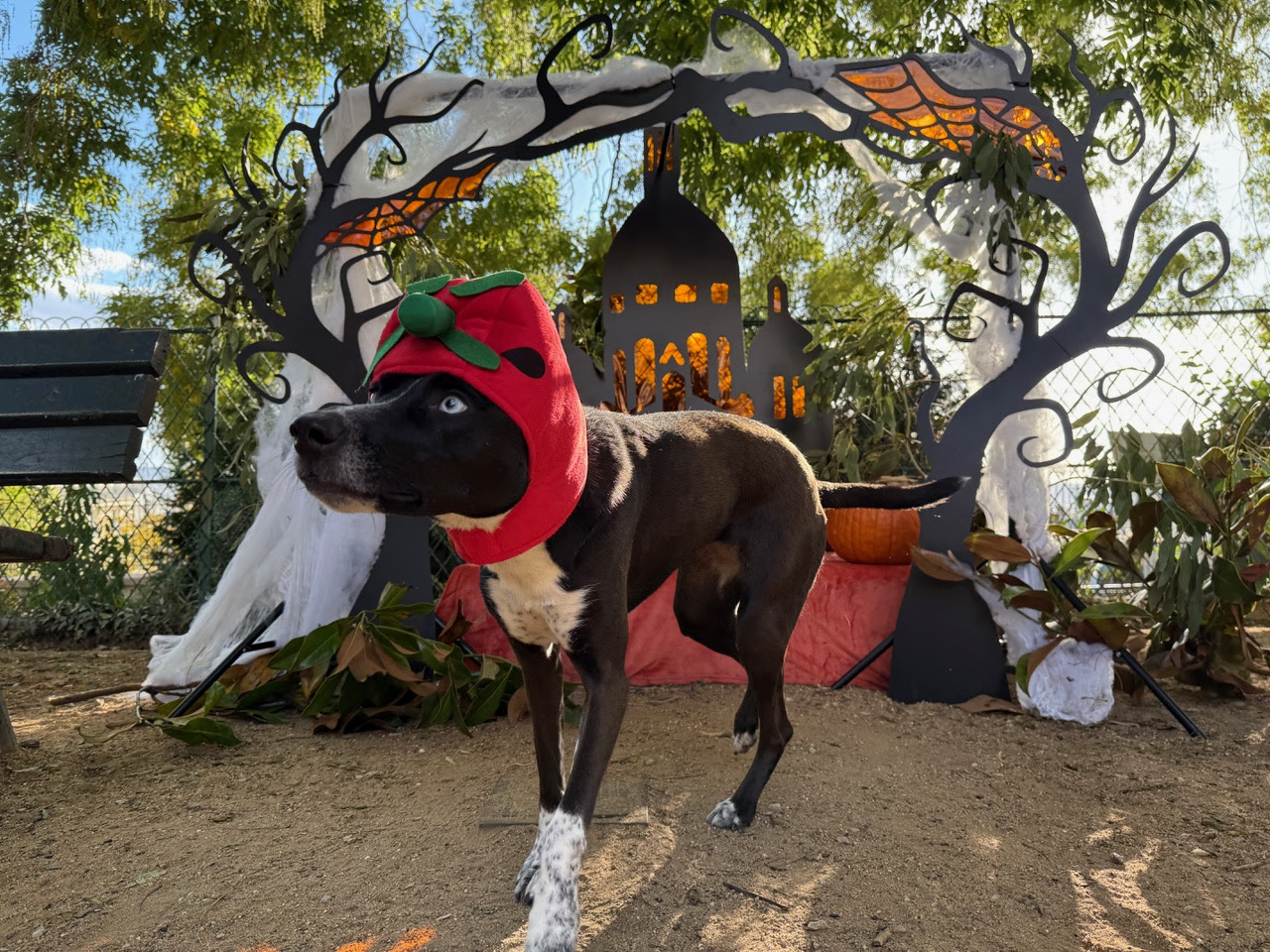Chiens lors d'une fête au square