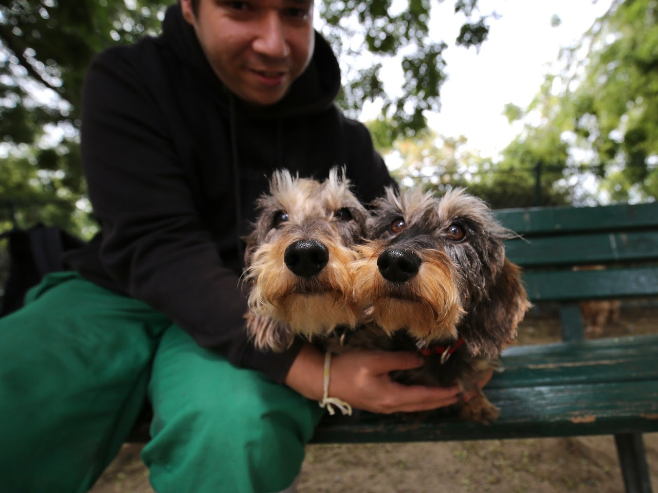 Deux teckels sur un banc